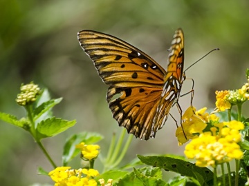 Mariposas