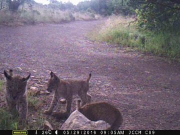 Nace la primera camada de lince ibérico en Sierra Leona