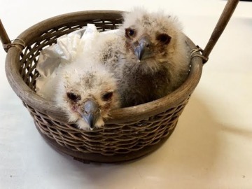 Una pareja de búhos adopta dos polluelos de águila en el Zoo de Oviedo