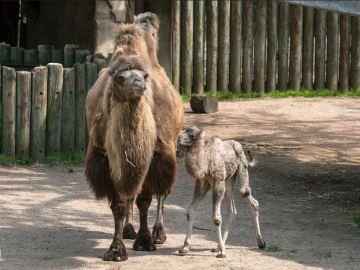 El Zoo de Chicago da la bienvenida a una cría de camello recién nacida