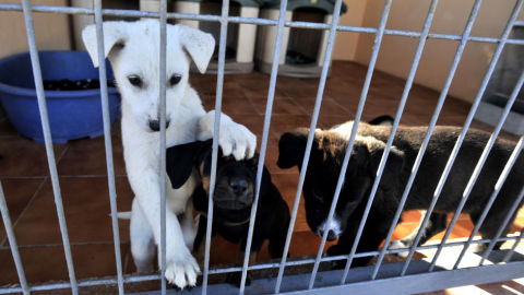 Protectora de animales