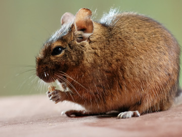 Melomys rubicola