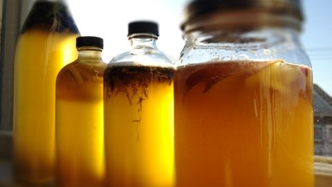 Kombucha, un antirresaca perfecto Kombucha, un antirresaca perfecto
