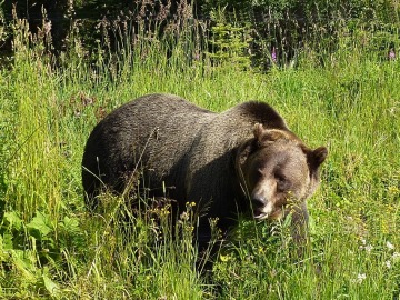 Oso pardo en la naturaleza (Archivo)