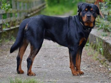 Imagen de archivo de un perro rottweiler