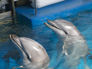 Delfines