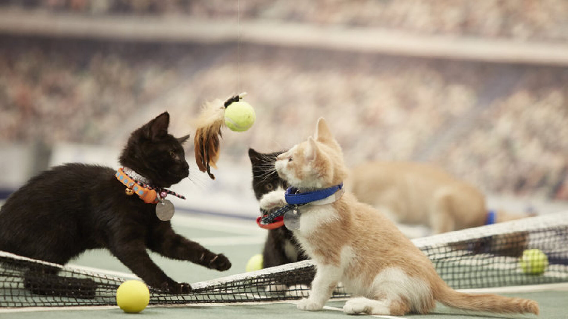 Primeras imágenes de los Juegos Olímpicos para gatos, la iniciativa ...