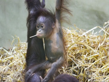 Cría de orangután de Borneo