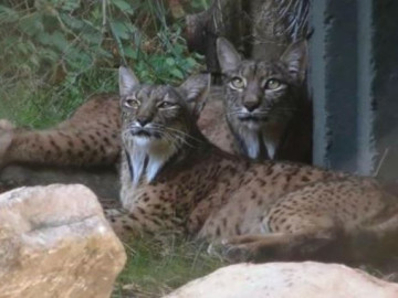 Dos linces ibéricos llegan al zoo de Madrid