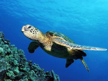 Las Islas Canarias, un lugar clave para el desarollo de las tortugas bobas 