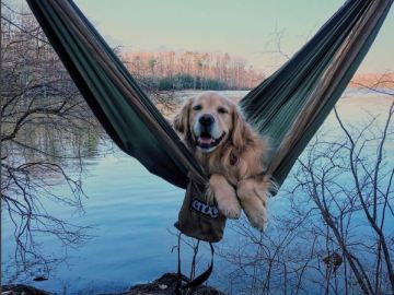 Planazo para este verano: ir de camping con tu perro