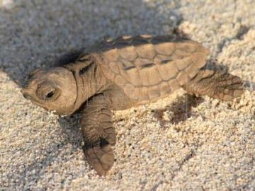 Un ejemplar de tortuga boba deposita un nido de 88 huevos en una playa de Valencia 