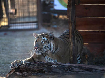 El tigre del zoo de Gaza, en su nuevo hogar