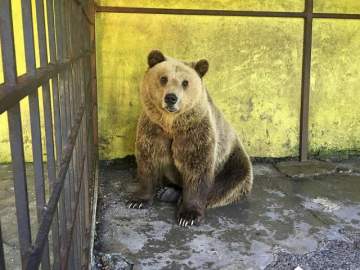 Tomi, el oso que vivió dos años enjaulado