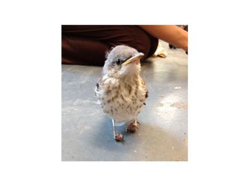 El pájaro herido