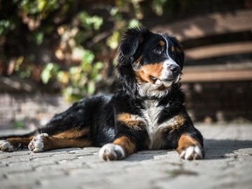 Un perro tumbado en la acera