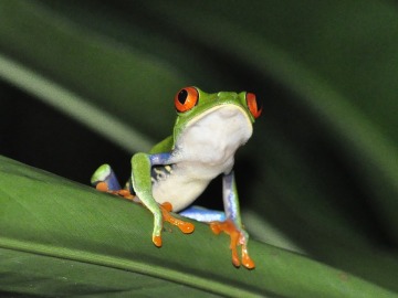 Nicaragua protege a las ranas de ojos rojos ante la amenaza del cambio climático 