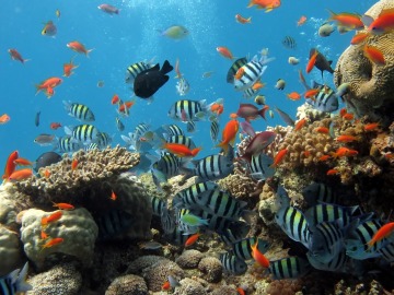 Los peces coralinos también se estresan si pierden peso y si son separados de sus padres 