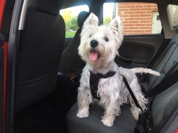 Sistemas de retenci&oacute;n para llevar a tu mascota en el coche de forma segura 