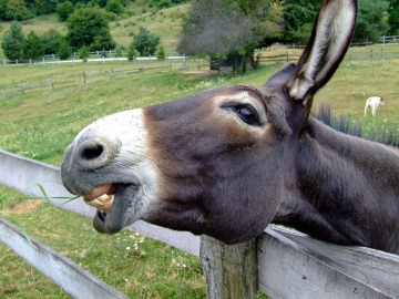 Los burros en China se extinguen debido a que la piel de estos animales está muy demandada en la medicina tradicional 