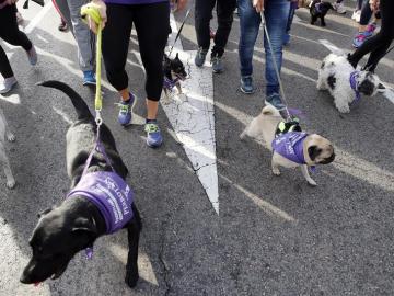 Más de 3.500 perros y sus compañeros humanos corren en el Perrotón 2016