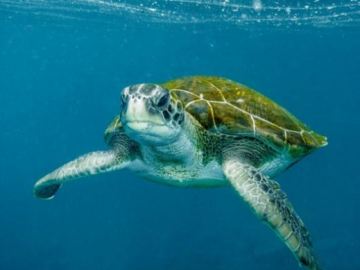 La tortuga verde, un animal en peligro crítico de extinción 