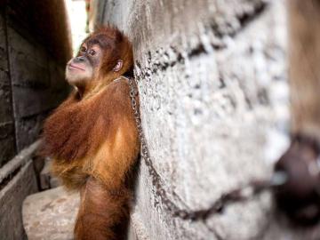 Rescatan a Minky, un pequeño orangután encadenado a una pared en Sumatra 