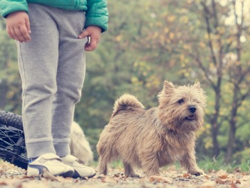 Los beneficios de vivir con un animal