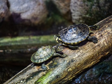 Liberadas medio millón de tortugas en la reserva natural de la Amazonia peruana.