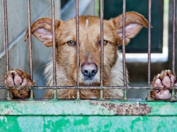 Rescatan dos perros desnutridos y abandonados 