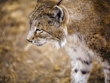 'LIFE Iberlince' pretende liberar 40 linces criados en cautividad