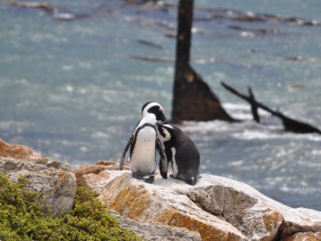 Los pingüinos sudafricanos pueden salvarse gracias a proyectos de rehabilitación