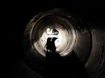 Nueva Zelanda construye un túnel para que los pingüinos puedan llegar hasta sus nidos 