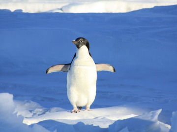 Los pingüinos de la Antártida podrían quedarse sin hogar debido al cambio climático