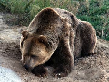 Un oso pardo muere atrapado en una trampa ilegal