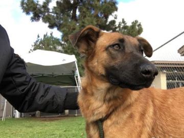 Una familia acude a un refugio para adoptar a una nueva mascota y se encuentran al perro que habían abandonado 