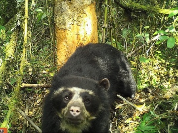 Una cámara trampa capta por primera vez al oso de anteojos