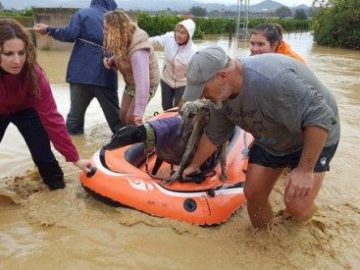 Las protectoras de animales de Málaga han pedido ayuda tras las últimas inundaciones