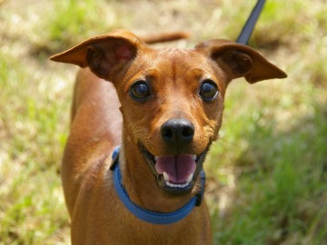 Terránea ofrece seguros gratis para fomentar la adopción de perros