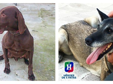 Brus y Enma, dos de los "héroes de cuatro patas" que esperan un hogar