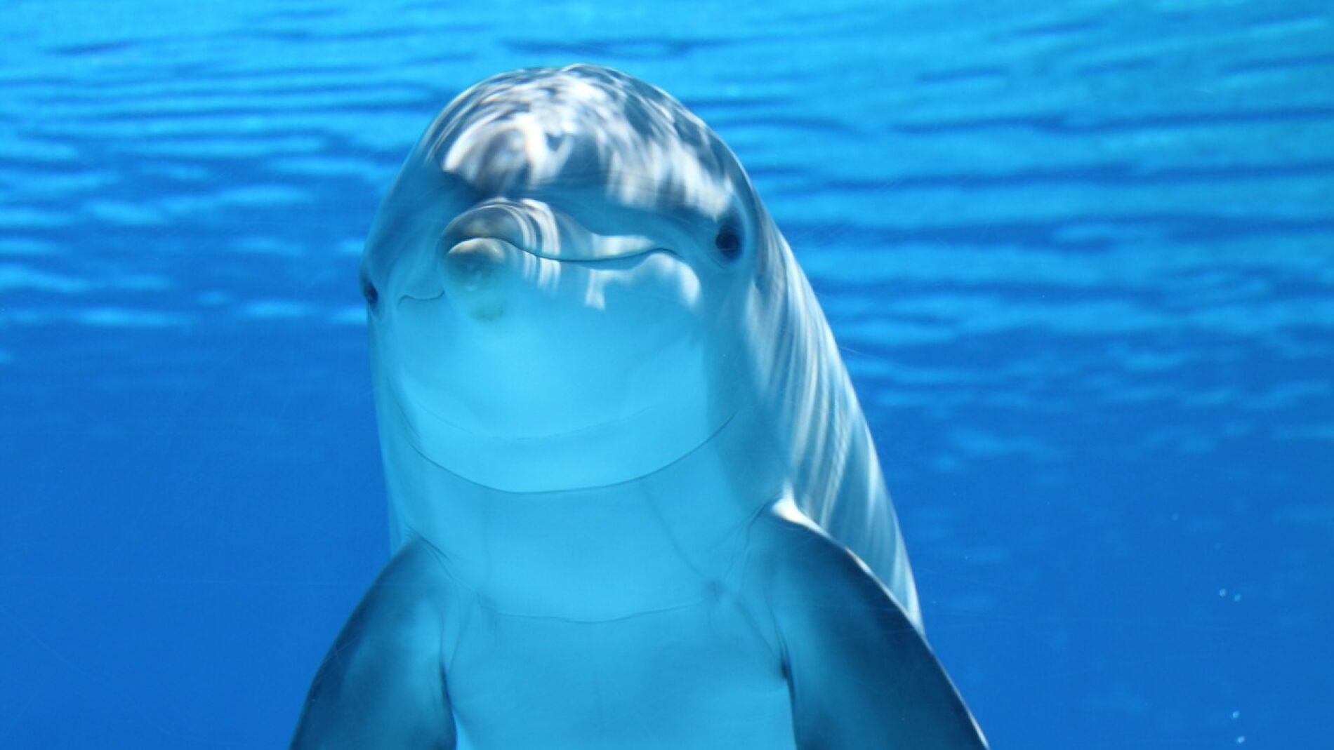 El turismo comienza a tener efectos negativos en los delfines de Asia