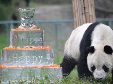 Muere Pan Pan, el oso panda más viejo del mundo