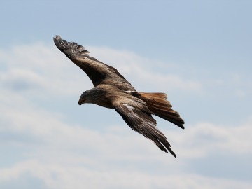 El 'Identificador de Aves', la nueva web app para reconocer el nombre de cada especie