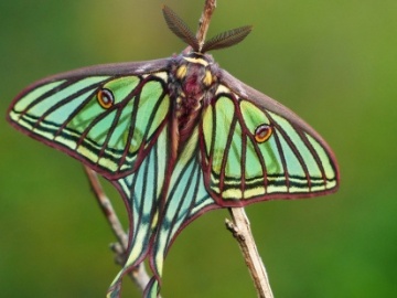 Mariposa isabelina, ganadora del año 2016