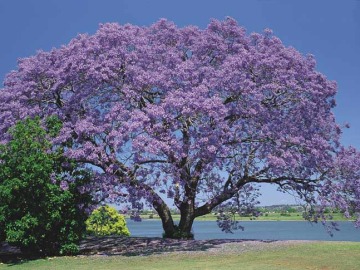 El árbol Kiri, una buena arma para combatir el cambio climático