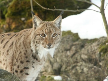 La población de lince ibérico ha alcanzado los 440 ejemplares en 2016