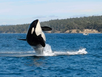 Foto de archivo de una Orca