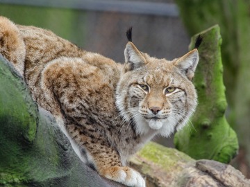 Hallan un lince muerto atrapado en un lazo de caza en Jaén