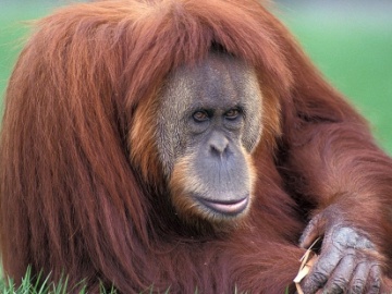 Orangután de Sumatra