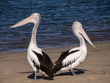 Decenas de pelícanos aparecen muertos en la costa de Florida, en Estados Unidos